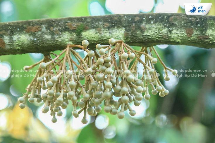 kích bông sầu riêng đúng chuẩn