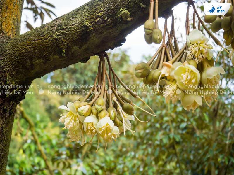 kích bông sầu riêng thuận vụ