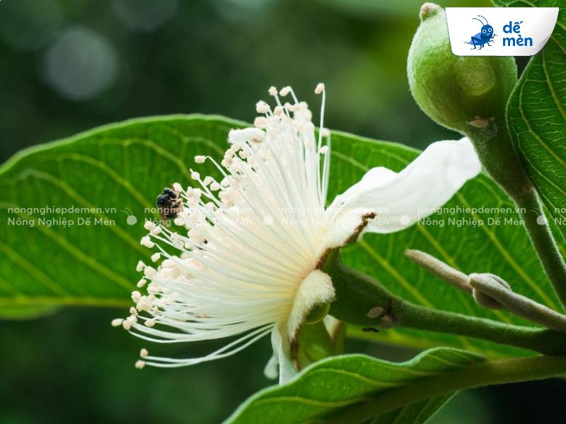 kích hoa ổi đồng loạt đậu quả