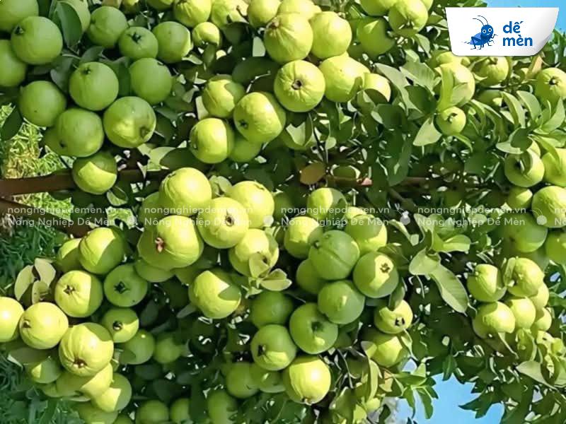 kích ổi ra hoa đậu quả