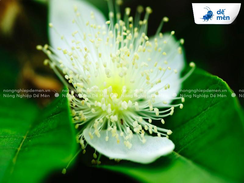 kích ổi ra hoa đồng loạt