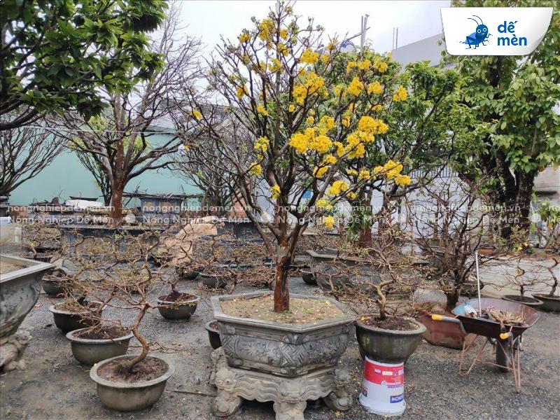 kích rễ mai khoẻ cây dày lá