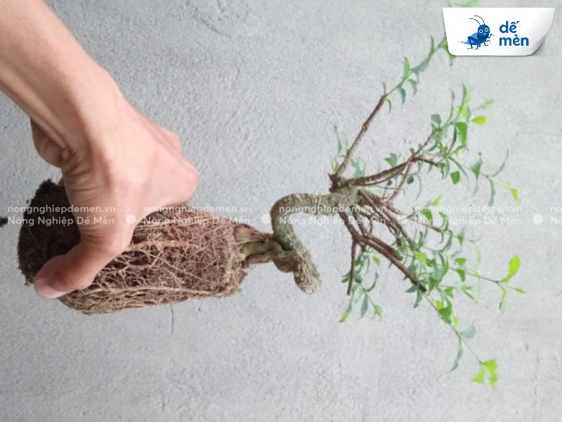 kích rễ mai vàng hiệu quả