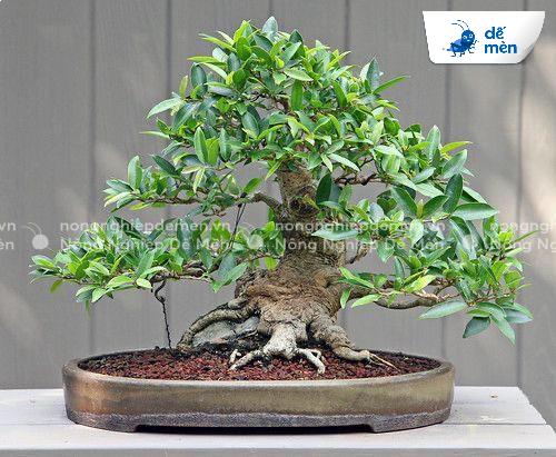 kích rễ mai vàng hoá học