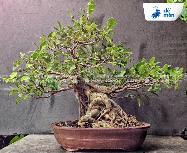 kích rễ mai vàng sinh học