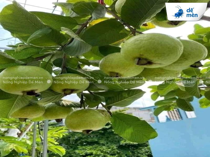 xử lý ổi ra hoa quả đồng loạt