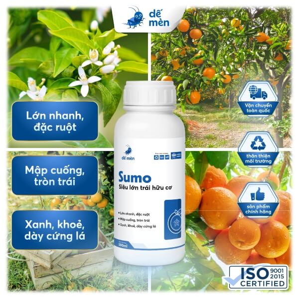 sumo 500ml dế mèn nền cỏ