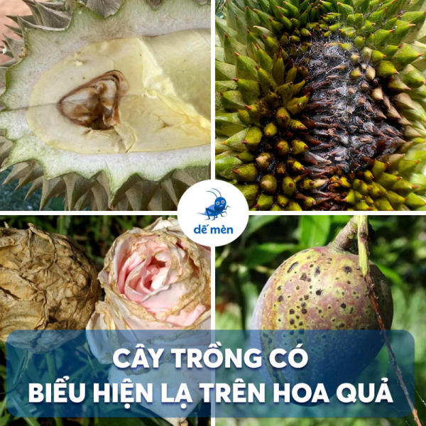 biểu hiện bệnh trên hoa quả