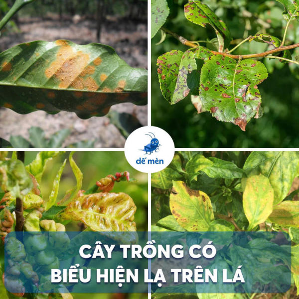 biểu hiện bệnh trên lá
