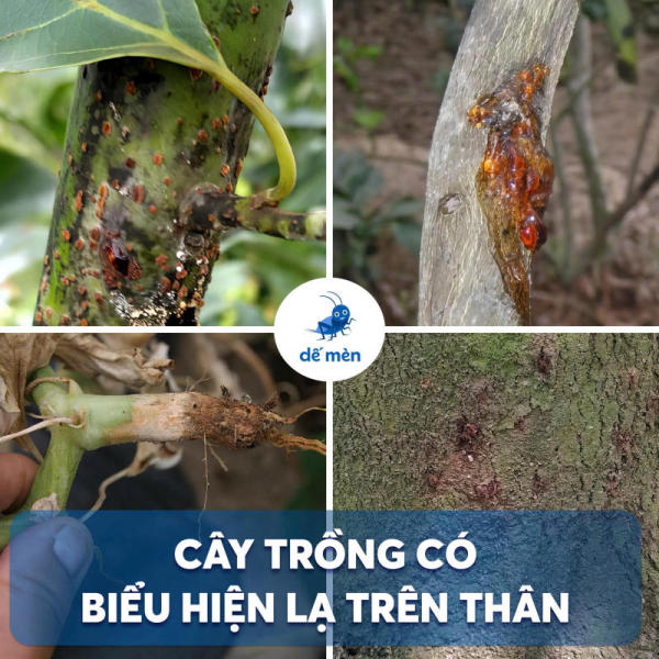 biểu hiện bệnh trên thân