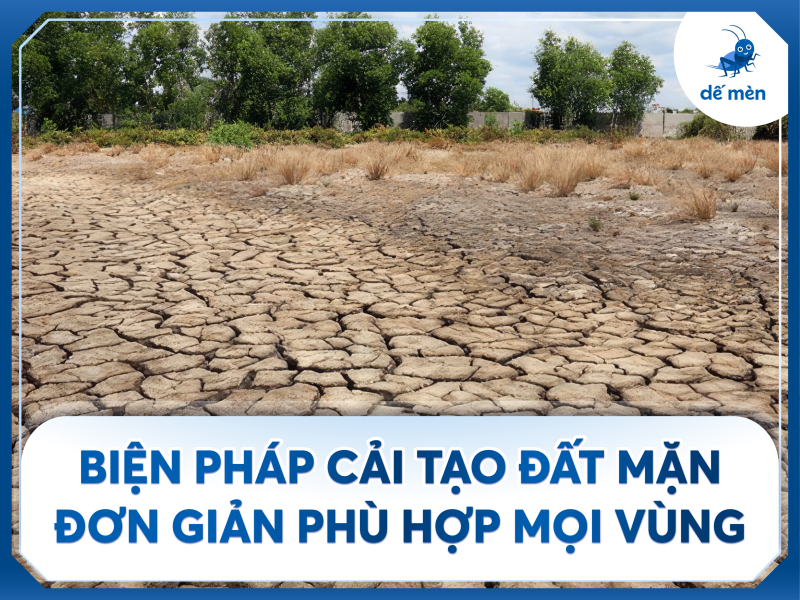 cải tạo đất mặn