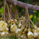 kích hoa đậu trái icon