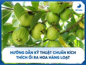 kích ổi ra hoa