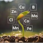 kích thích sinh trưởng icon