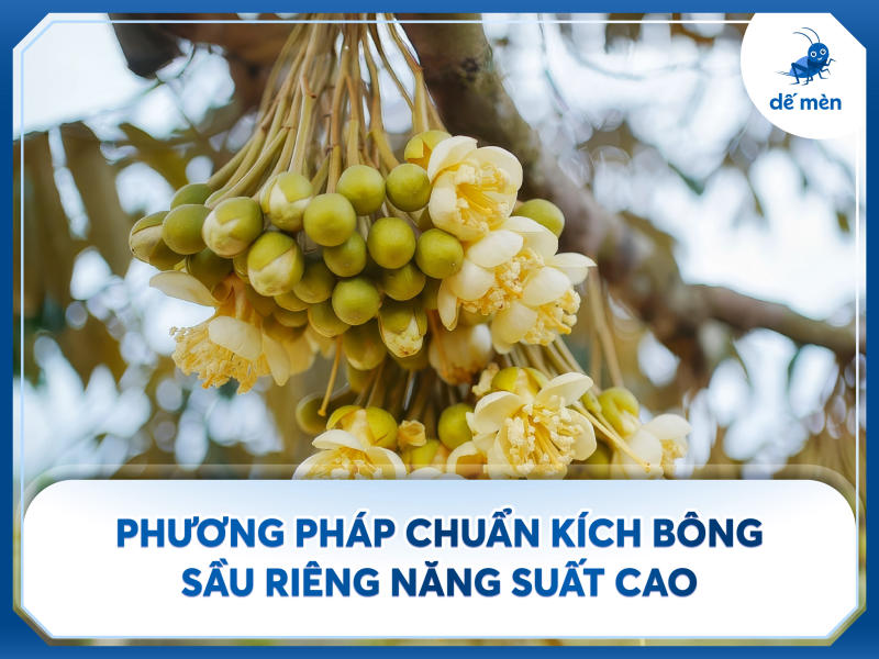 kỹ thuật kích bông sầu riêng chuẩn thuận vụ