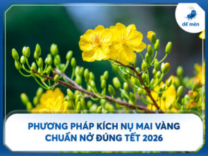 kỹ thuật kích nụ mai vàng đúng tết âm lịch