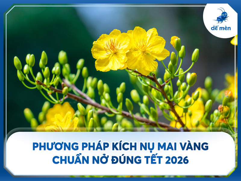kỹ thuật kích nụ mai vàng đúng tết âm lịch