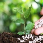 phân bón gốc icon