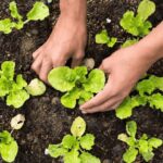 phân bón lót icon