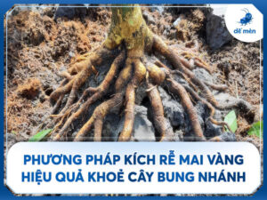 phương pháp kích rễ mai vàng đúng kỹ thuật