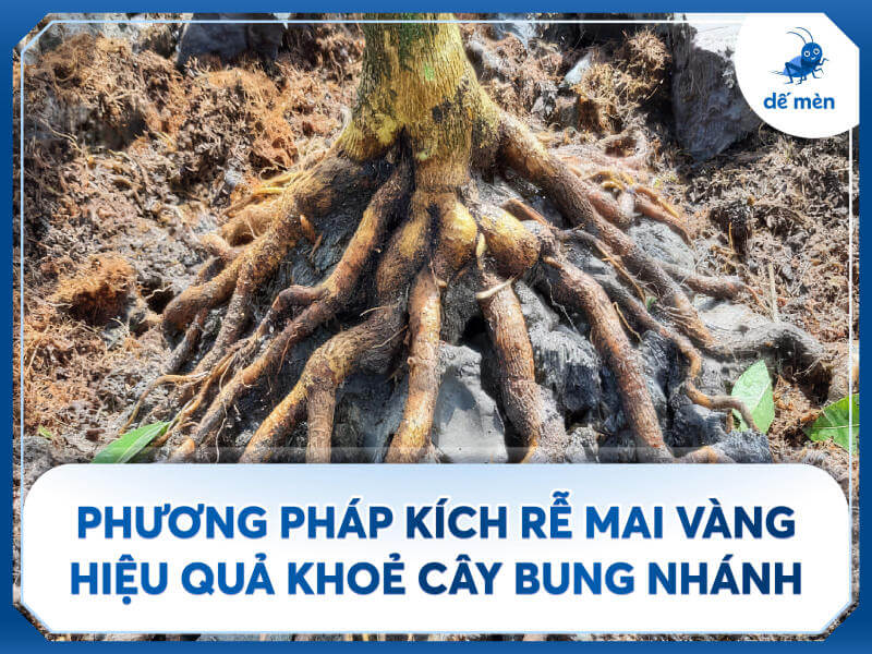 phương pháp kích rễ mai vàng đúng kỹ thuật